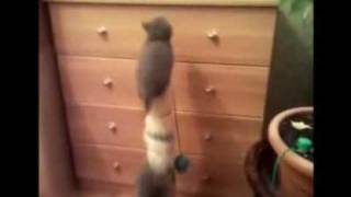 Британские котята