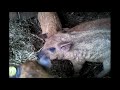 Mangalitza piglets 4 weeks old!_ mangalitza@hotmail.com