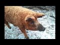 Mangalitza piglets 4 weeks old!_ mangalitza@hotmail.com