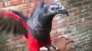 Грифовый или щетиноголовый попугай ручные птенцы из питомника