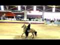 Criadero Marengo, Diamante de Barbas Exposicion Equina Facatativa 2013