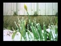 The resilient daffodil ... timelapse