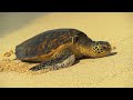 ハワイアン ・ ミュージックのギター ウクレレ ハワイの歌 Hawaiian Music Guitar Ukulele Hawaii Songs