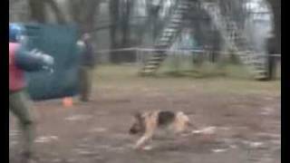 бешенная  ссука.Немецкая овчарка