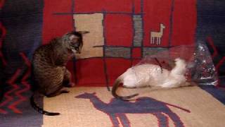 Сиамская и ориентальная кошки.