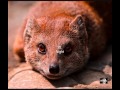 Rikki Tikki Tavi - Alfred Schnittke - 1976