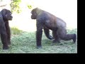 Gorilla Fight