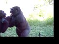 Gorilla Fight