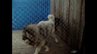 СОБАКА УБИЙЦА-КАВКАЗСКАЯ ОВЧАРКА