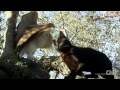 Distraction: Cat and owl become friends