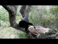 Distraction: Cat and owl become friends