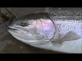 Christmas Eve Steelhead