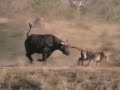 Battle at Kruger