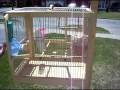 Custom Built Bird Cages – Towa Towa / Canaries / Finches / Small Birds