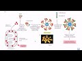 Intrinsic pathway of apoptosis