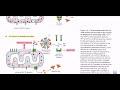 Intrinsic pathway of apoptosis