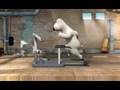 Funny Youtube Videos List | Funny Video Compilationn: Bear Treadmill