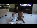Boxer giving Baby Kisses - Why boxers are the best dogs for kids