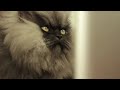 Colonel Meow on Facebook