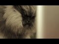 Colonel Meow on Facebook