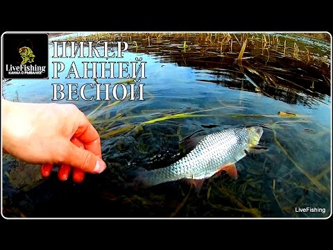 ловля пикером на реке ловля пикером на реке