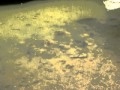 Rutidagan 92010 יהודיה