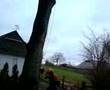 Big ash tree