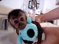 baby monkey nala gets a bath
