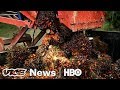 Norway Learned To Stop Eating The Rainforest (HBO) - 2018