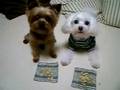miniature