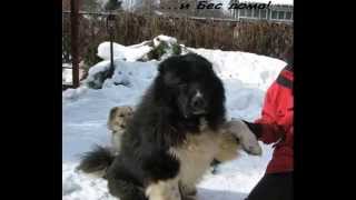 Кавказские овчарки