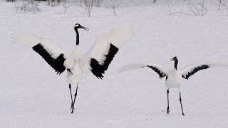 北の大地タンチョウ : Northland Japanese cranes :… タンチョウ (Japanese Crane in the snow; Tsurui, Hokkaido