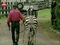 Man Rides Zebra