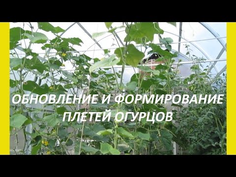 Формирование огуречной плети видео Формирование огуречной плети видео