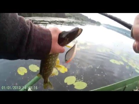 видео ловля щуки в кувшинках видео видео ловля щуки в кувшинках видео