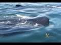 Whale Sharks in Isla Holbox