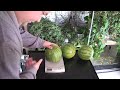 Hydroponic Watermelon grown indoors