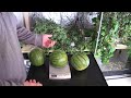 Hydroponic Watermelon grown indoors