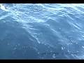 Giant Greater Amberjack Catch and Release 1 of 2 Giant Greater Amberjack Catch and Release 1 of 2