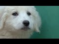 Delivery of the Maremma sheepdog pups for the experimental cattle guard
