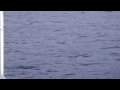 Whale watching and Salmon & Halibut Charter Fishing, near Naha Bay, Ketchikan, Alaska.MP4