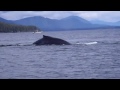 Whale watching and Salmon & Halibut Charter Fishing, near Naha Bay, Ketchikan, Alaska.MP4