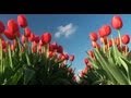 Цветоводство: Tulips fields, Keukenhof, The Netherlands