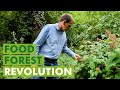 The Food Forest Movement is Spreading Across Europe!  - 2022