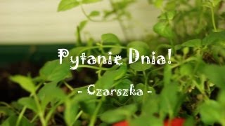 Pytanie Dnia: Co to za kwiaty?! - Czarszka -