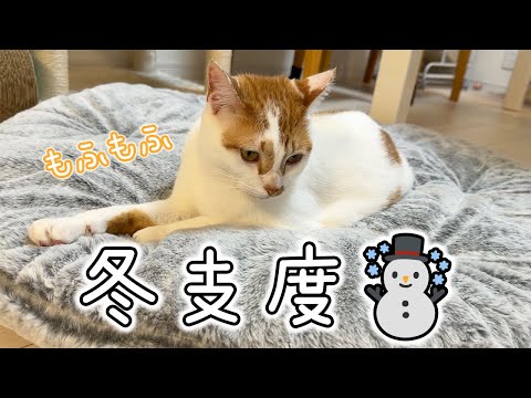 冬の猫のために寝床を整える!人間用クッション選びのポイント サムネイル