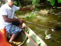 Peixes mortos no Tocantins