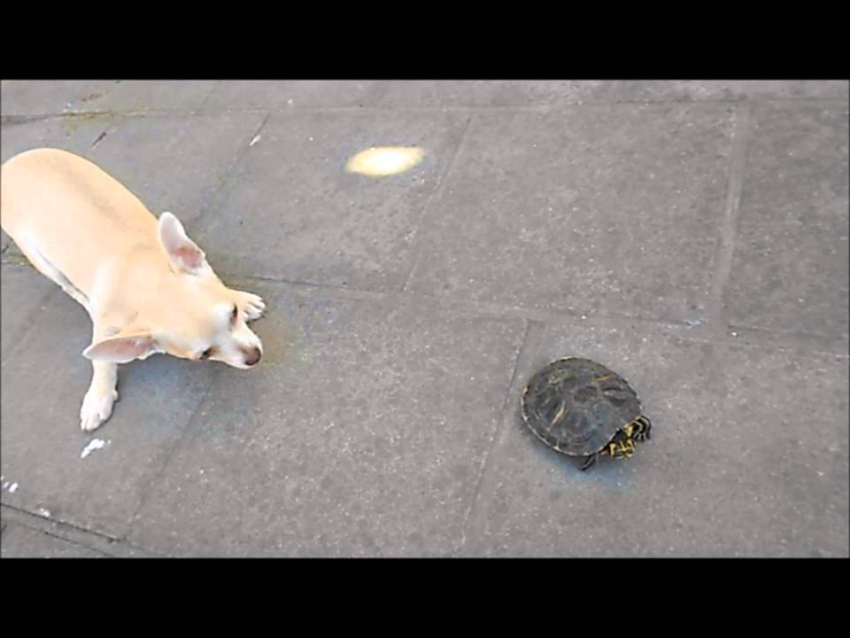 Aïko et Caroline - Chihuahua et tortue - YouTube