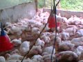 Chicken farm of Saleem & Kabeer