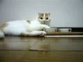 Cat Priority: first eat, then play Cat Priority: first eat, then play